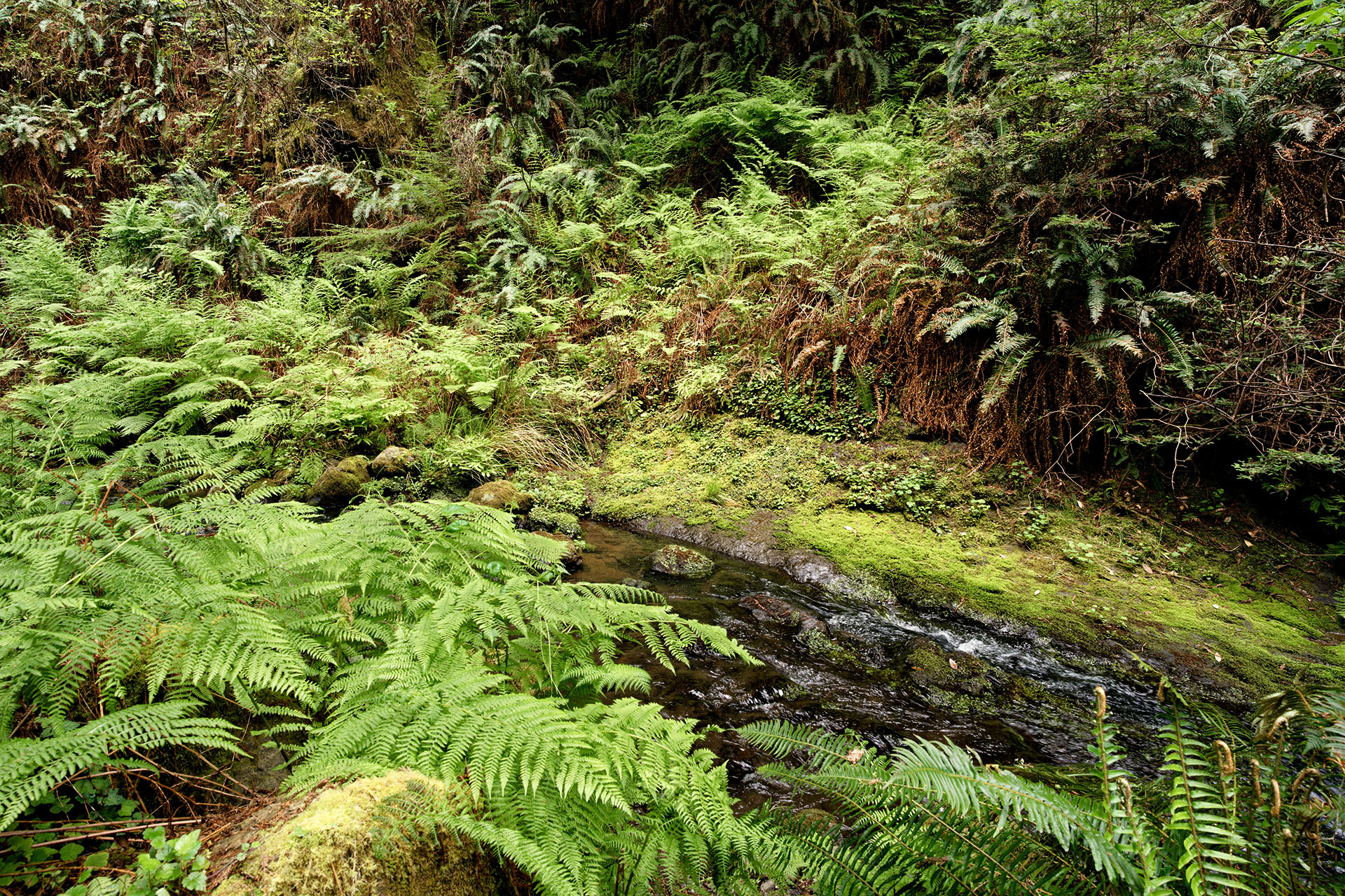 Forest floor in green light
