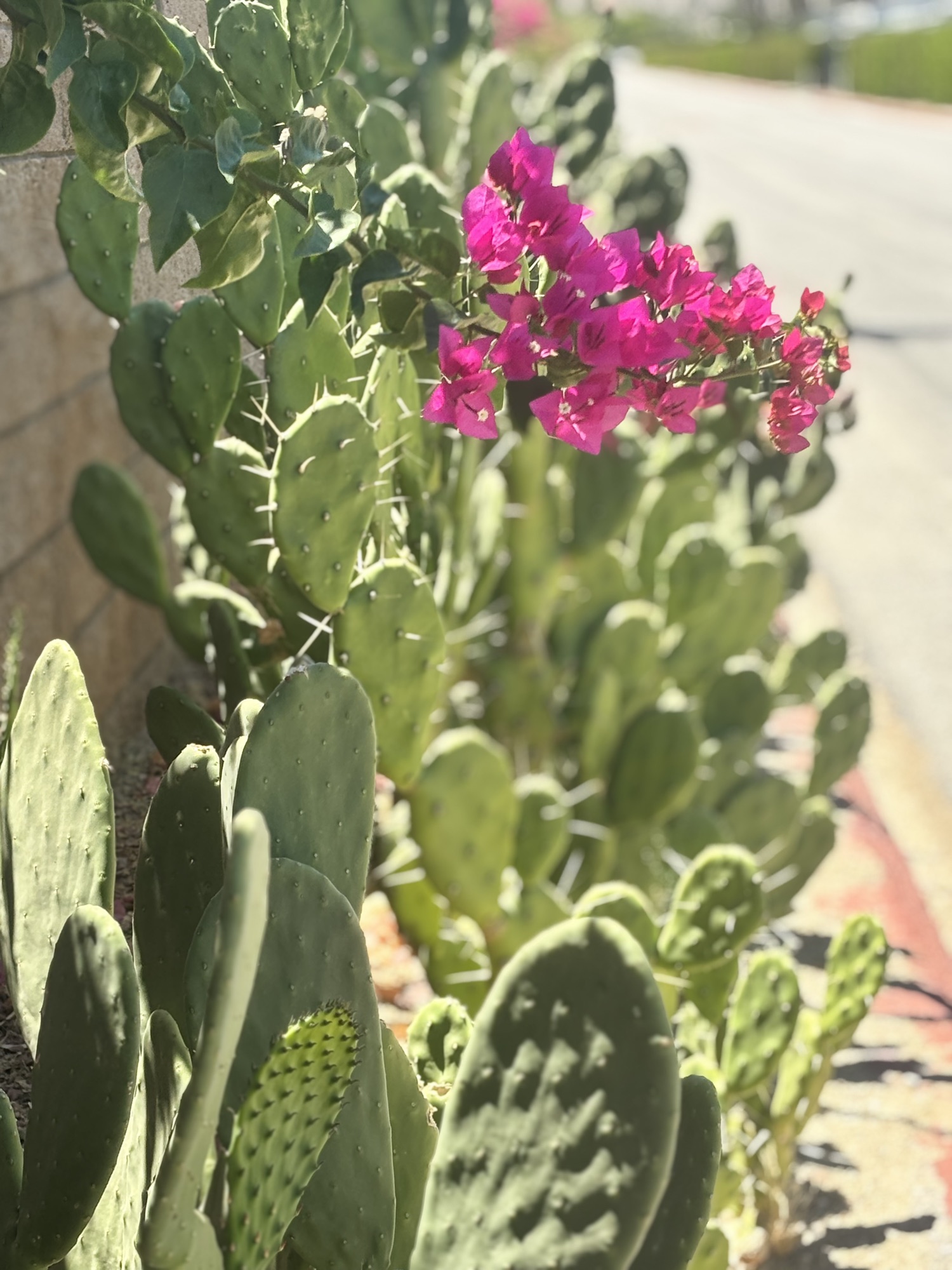 Prickly-pear cactus in bloom with bougainvillea