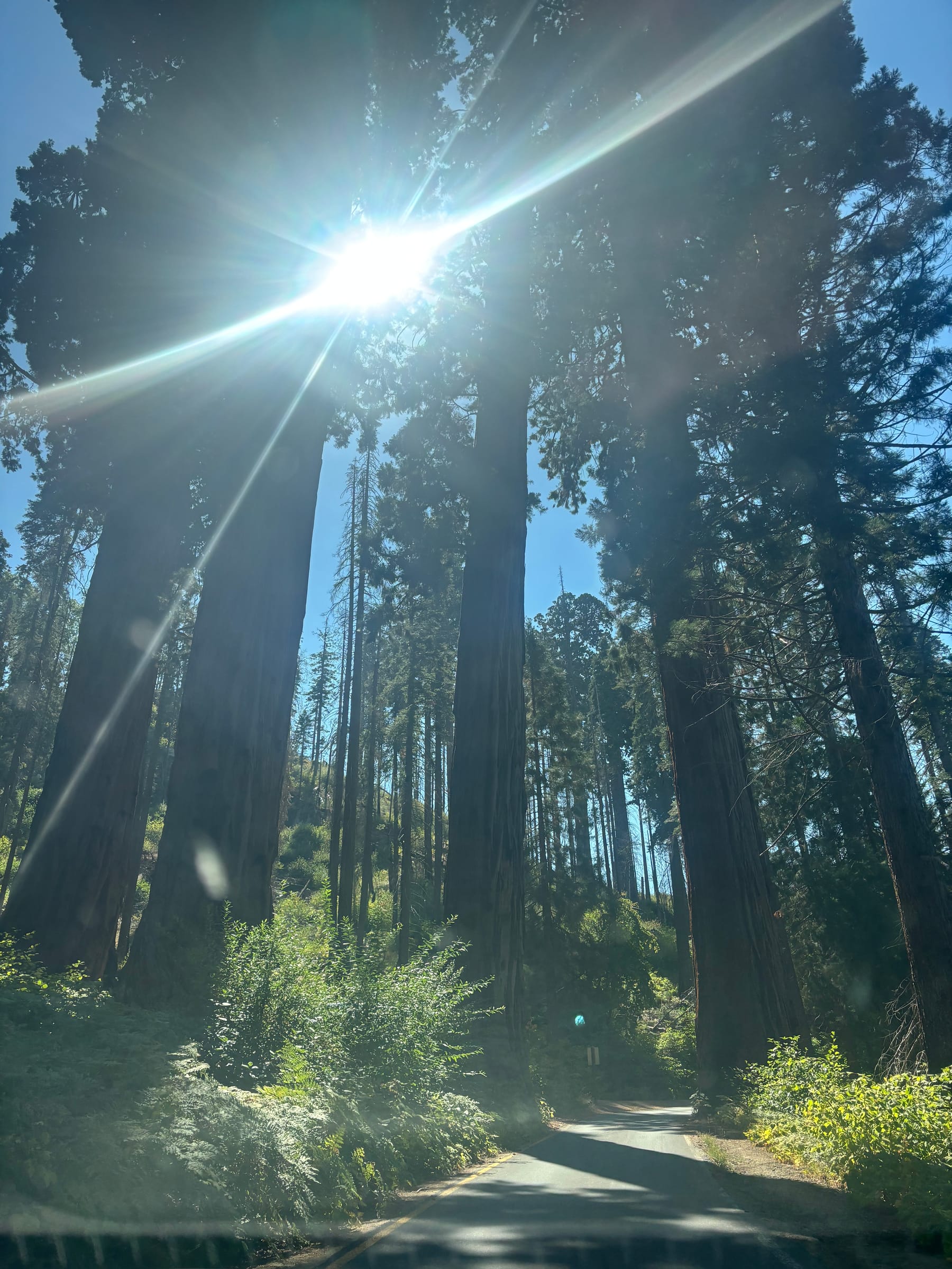 Tall redwoods