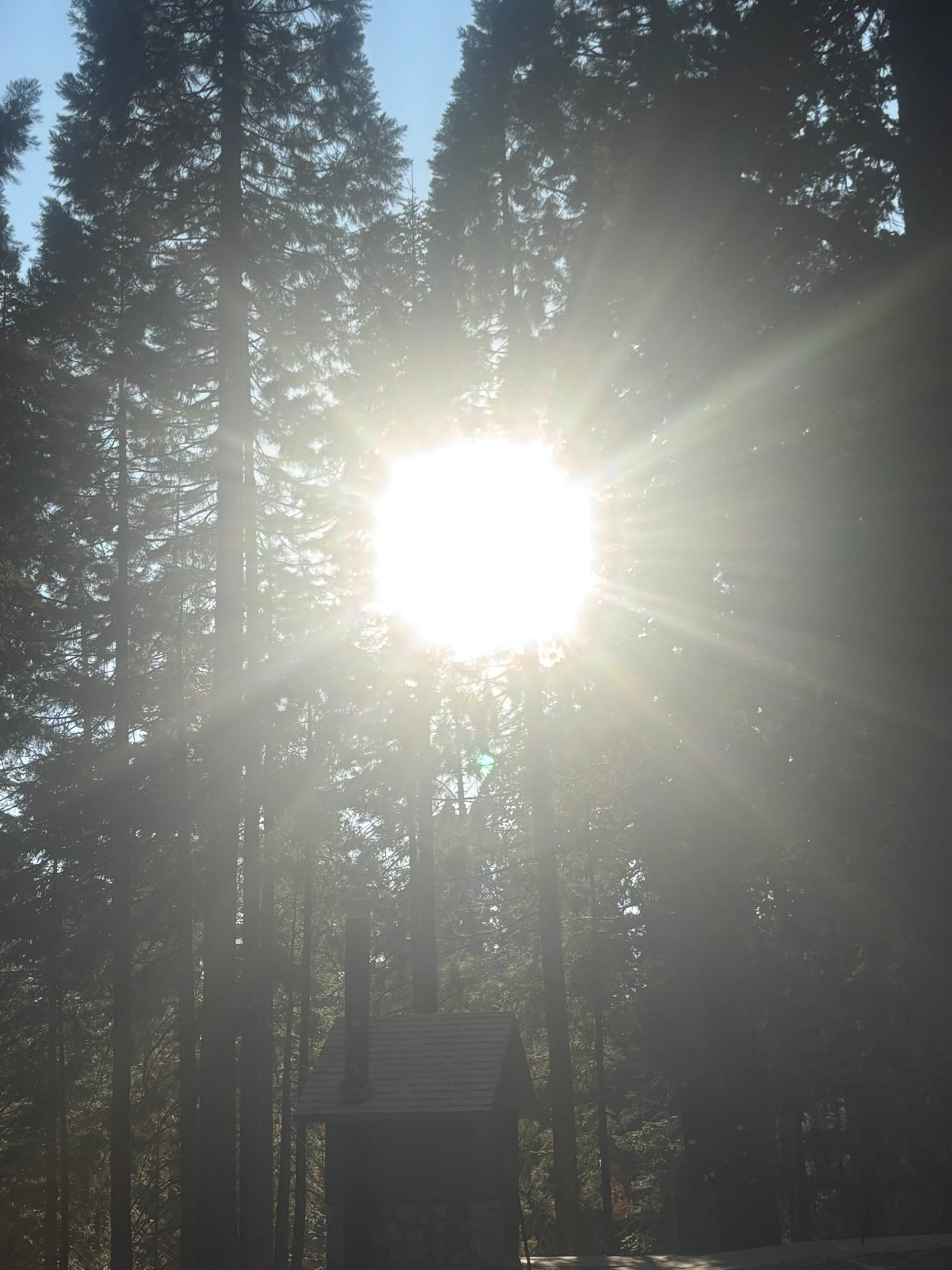 Light falling through a forest canopy